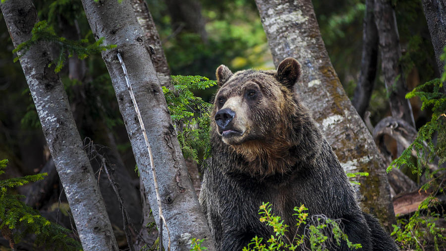 Grizzly Bear Photograph by Caroline Vasica - Fine Art America