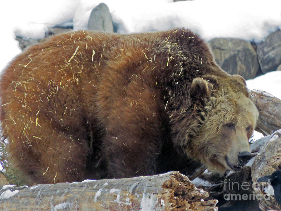 Grizzly Bear #1 Photograph by Cindy Murphy - NightVisions