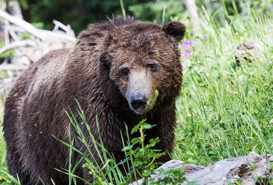Grizzly Bear by Michael Chatt Grizzly Bear by Michael Chatt