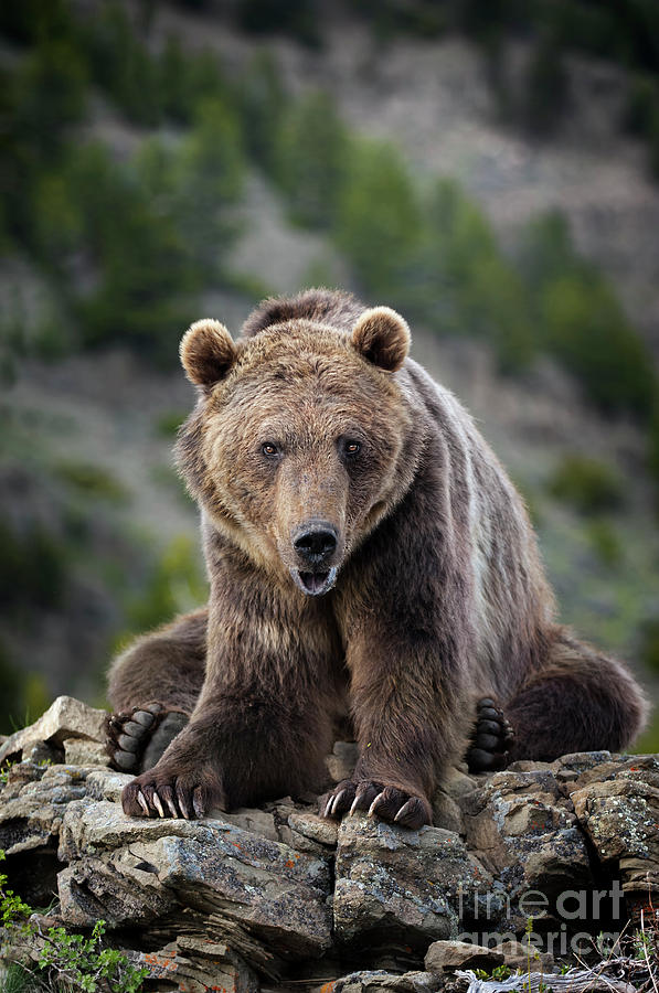 Grizzly Bear  #1 Photograph by Wildlife Fine Art