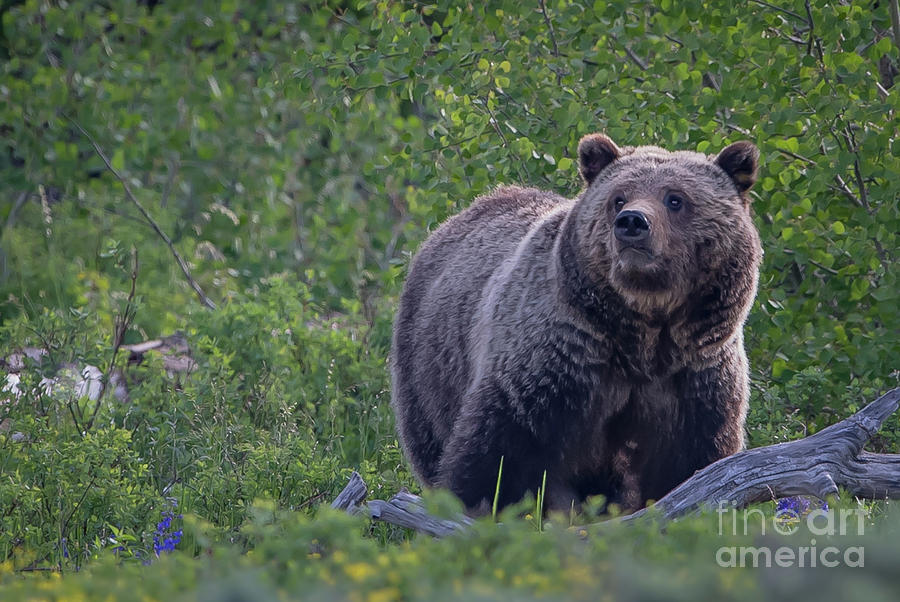 Grizzly by Brad Schwarm Grizzly by Brad Schwarm