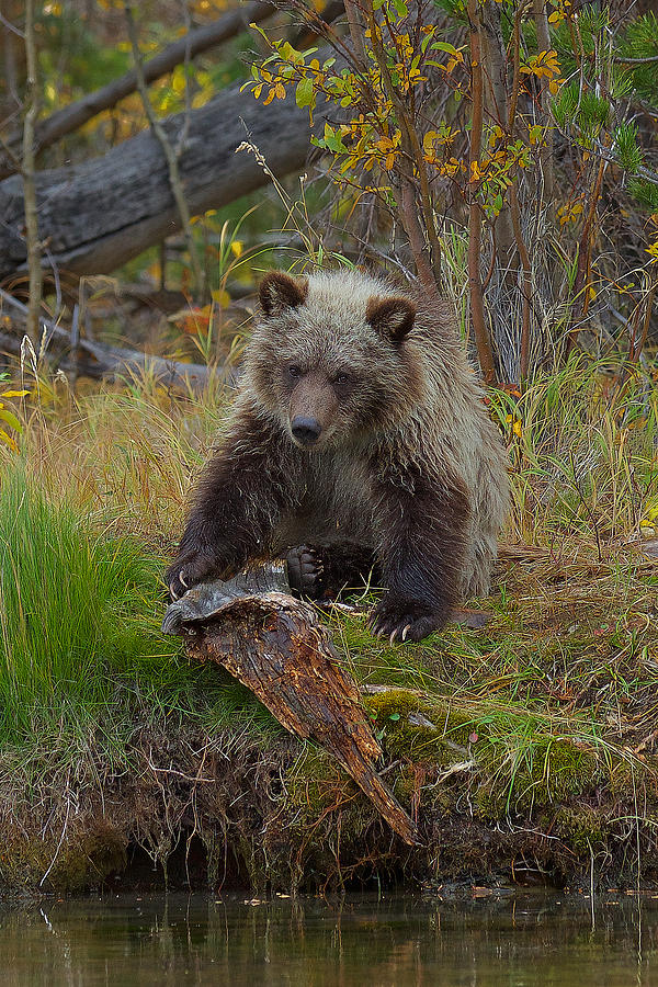 Grizzly Cub #1 Photograph by Mary Jo Cox