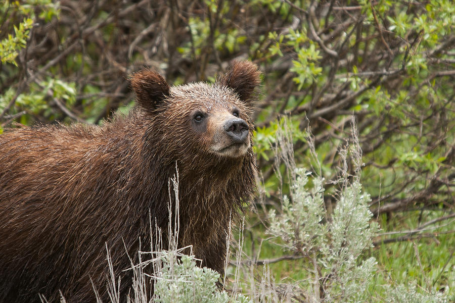 Grizzly Cub #1 Photograph by Steve Stuller