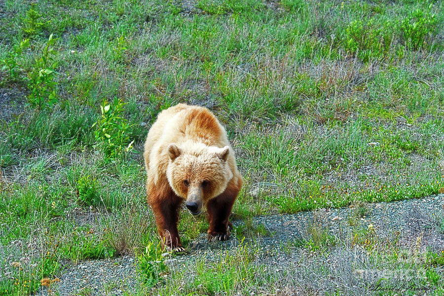 Grizzly #1 Photograph by David Arment