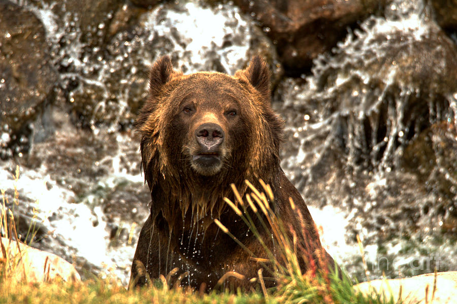 Grizzly In The Falls #1 Photograph by Adam Jewell