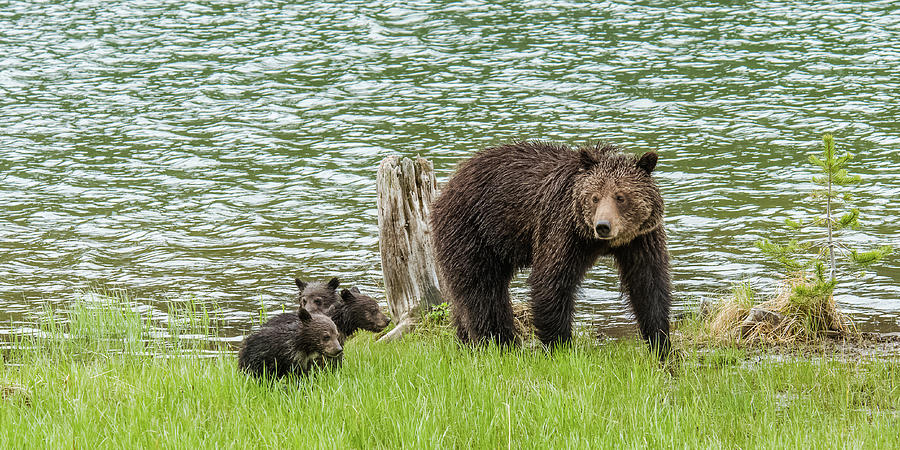 Grizzly Mom And Cubs #1 Photograph by Yeates Photography
