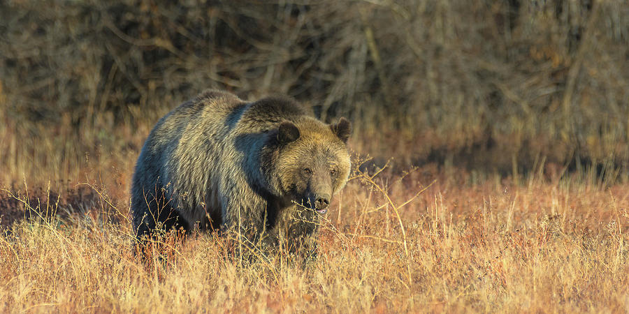 Grizzly Sow #793 Blondie #1 Photograph by Yeates Photography