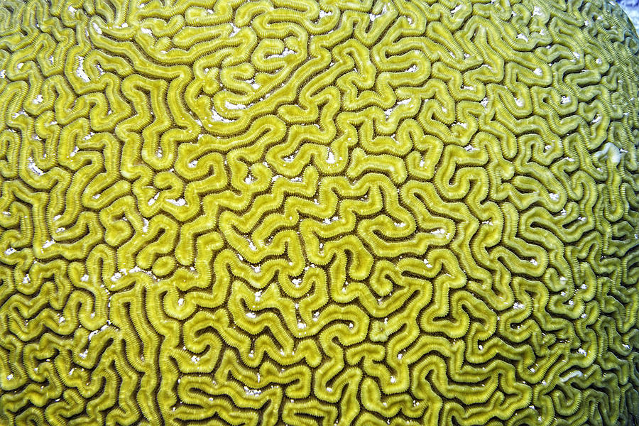 Sports Photograph - Grooved Brain Coral #2 by Perla Copernik
