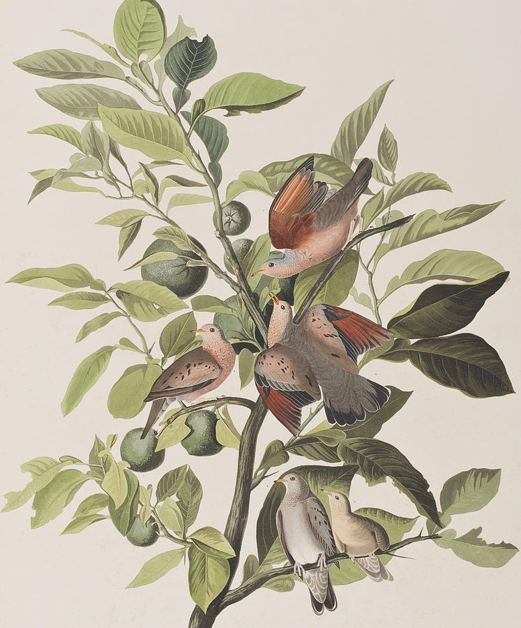 John James Audubon Painting - Ground Dove by John James Audubon