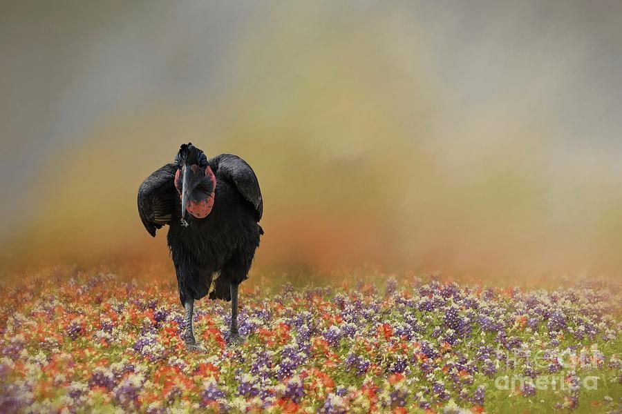 Ground Hornbill #1 Photograph by Eva Lechner