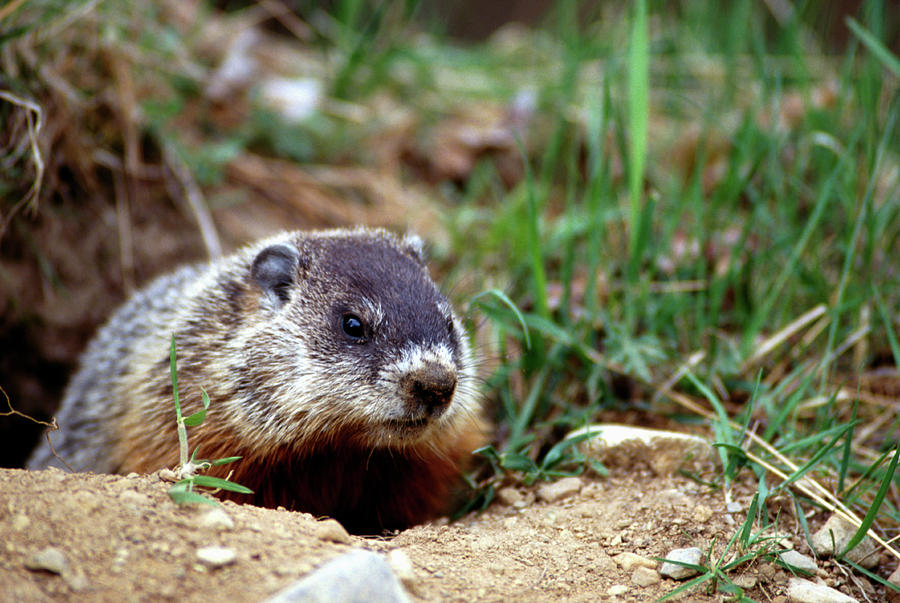 Groundhog Photograph by Ken Maher - Fine Art America