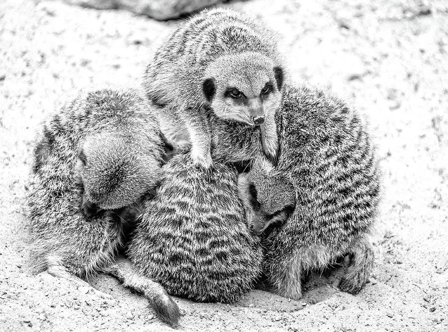 Group hug #1 Photograph by Ed James