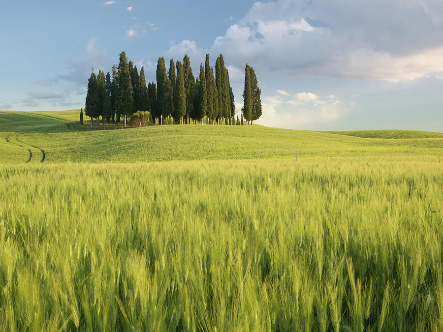 Group of cypress trees at dusk In Tuscan landscape #1 Photograph by Tosca Weijers