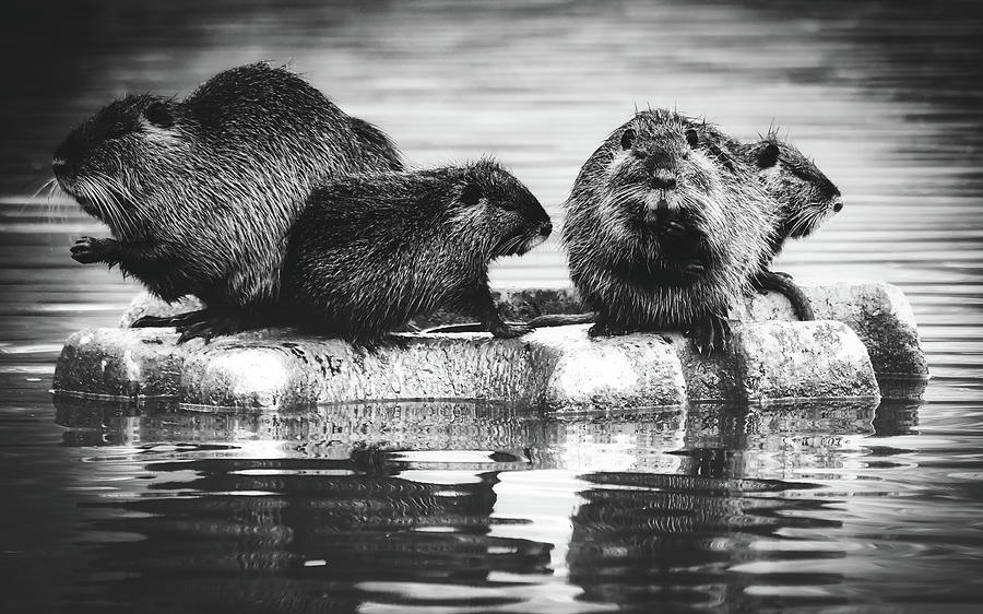 Group Of Nutria #1 Photograph by Mountain Dreams