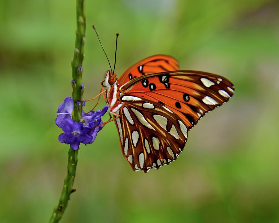 Gulf Fritillary Butterfly #1 Photograph by Carol Bradley