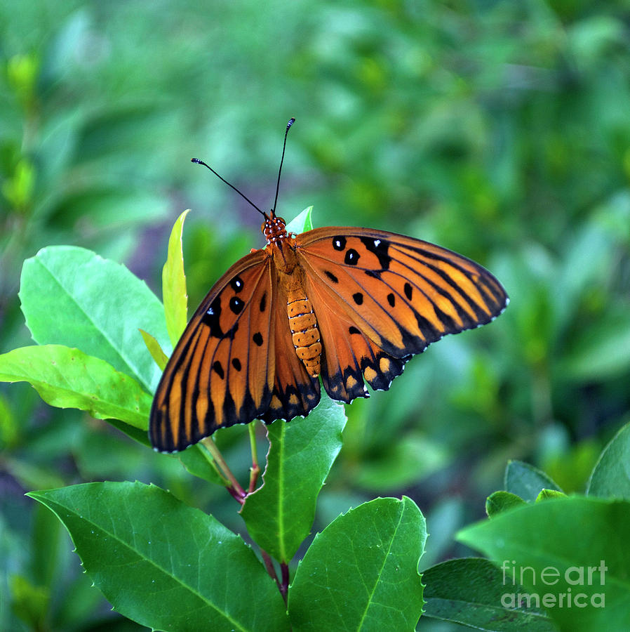Nature Photograph - Gulf Fritillary Butterfly #1 by Skip Willits