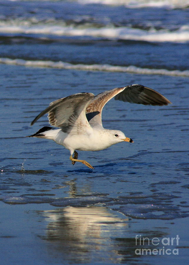 Gull  #1 Photograph by Angela Rath
