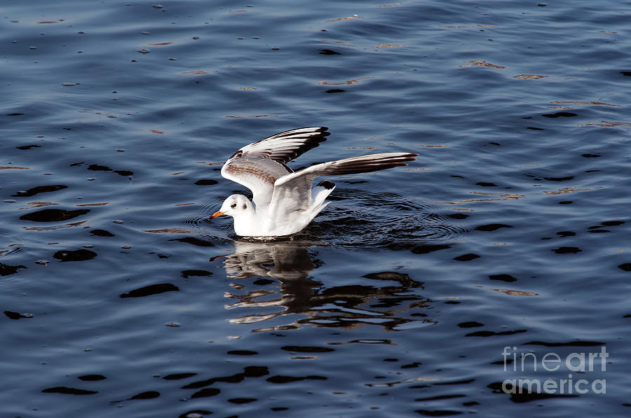 Gull on the water #1 Photograph by Michal Boubin