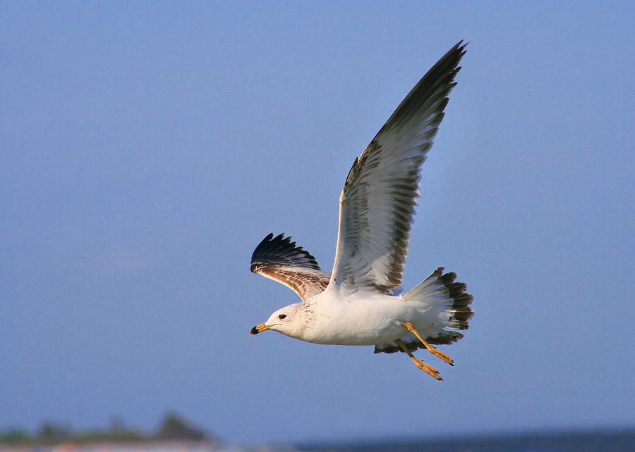 Gull Soaring #1 Photograph by Angela Rath