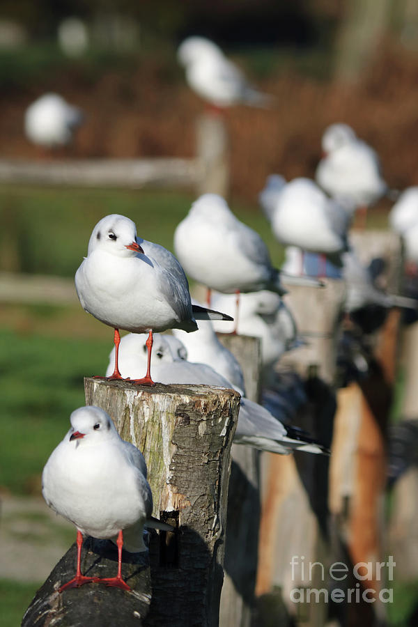 Gulls on a fence #1 Photograph by Julia Gavin
