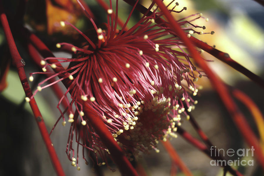 Red Flowering Gum Photograph