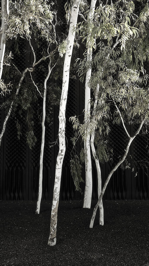 Gum Trees - Canberra - Australia #2 Photograph by Steven Ralser