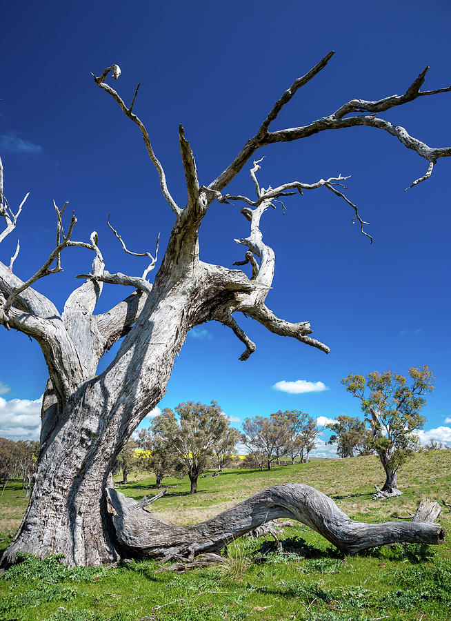 Gum Trees by Max Neivandt Gum Trees by Max Neivandt
