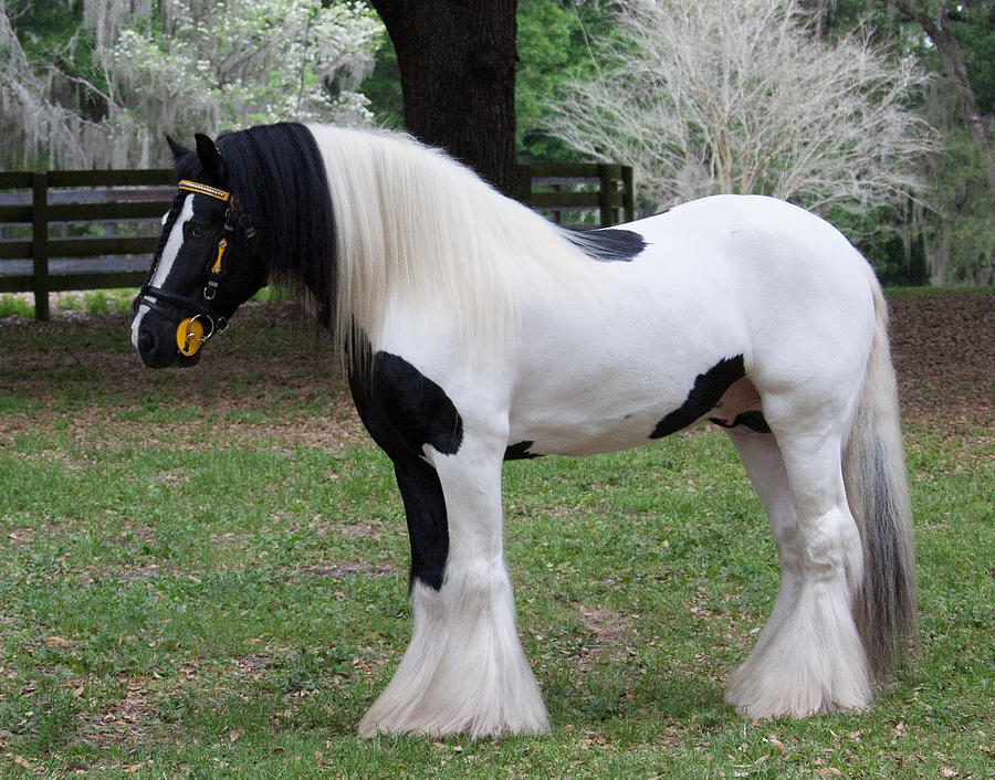 1-gypsy-vanner-stallion-eleszabeth-mcneel.jpg