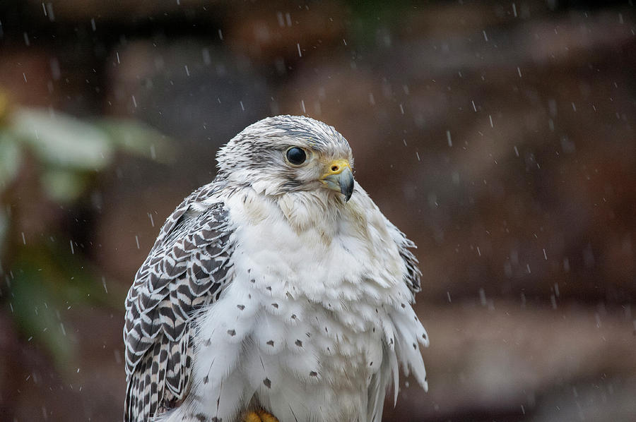 Gyrfalcon a bird of prey sitting in the rain #1 Photograph by Dan Friend