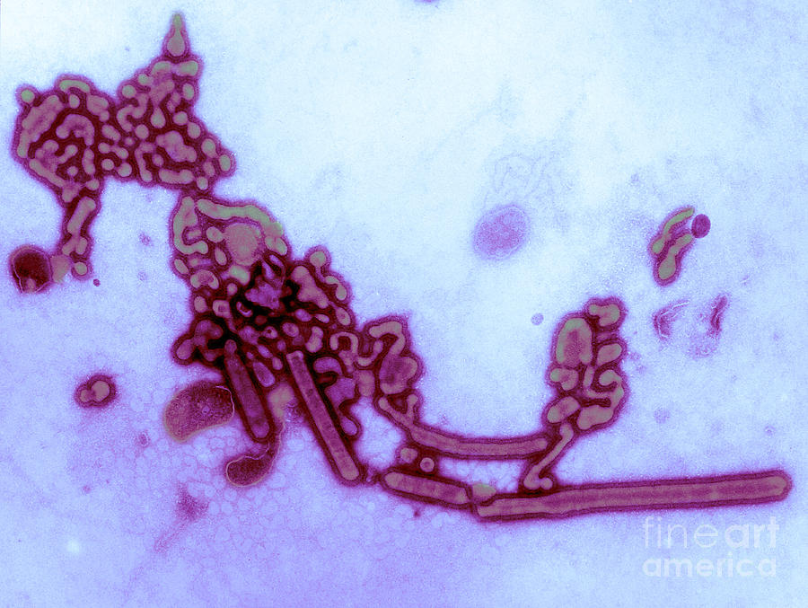 H1n1, Influenza A, Russian Flu, Tem #1 Photograph by Science Source