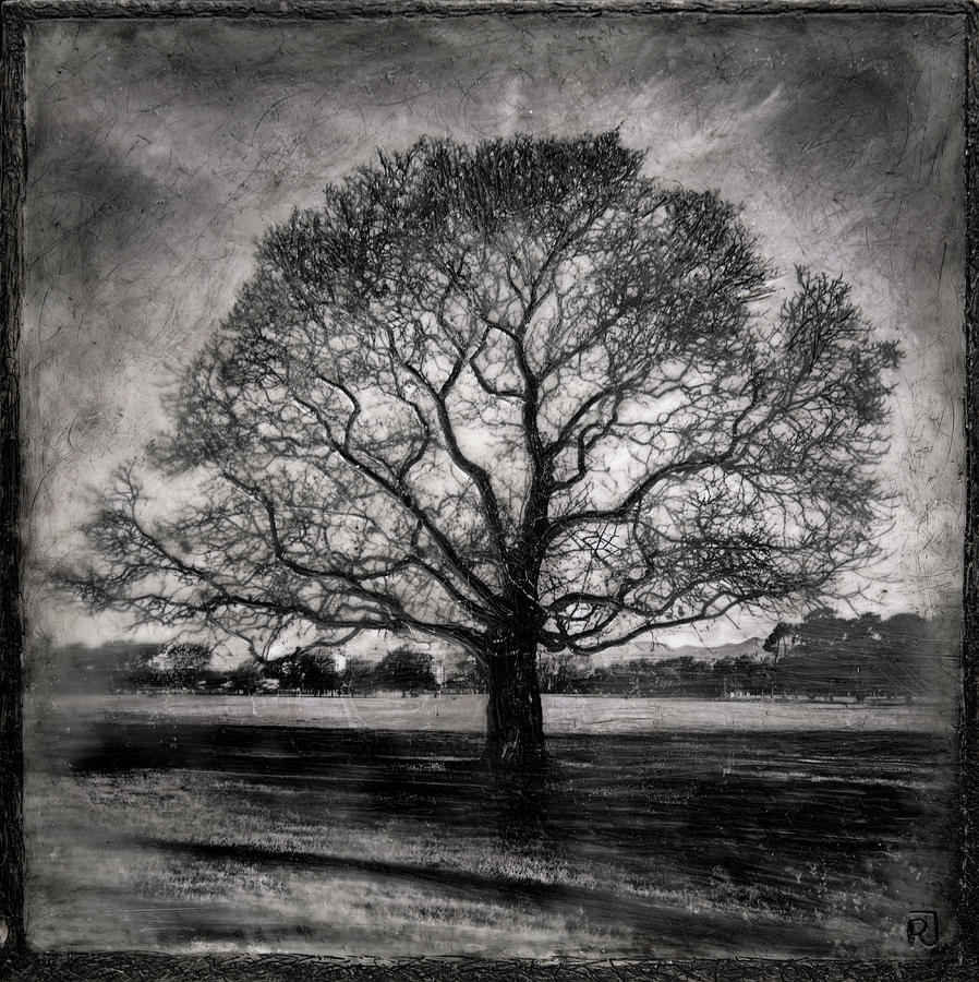 Hagley Tree #1 Mixed Media by Roseanne Jones