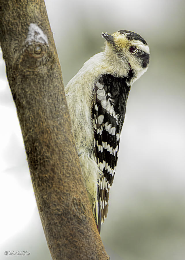 Hairy Woodpecker #1 Photograph by LeeAnn McLaneGoetz McLaneGoetzStudioLLCcom