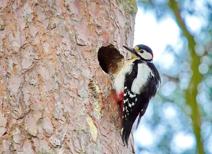 Hairy woodpecker male bird #1 Photograph by Elenarts - Elena Duvernay photo