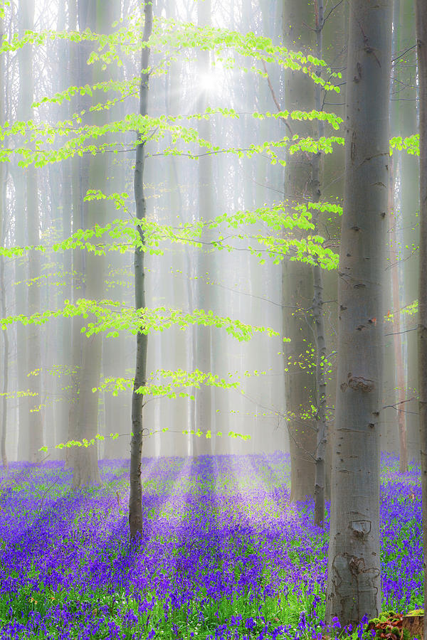 Hallerbos beech forest with bluebells #1 Photograph by Dirk Ercken