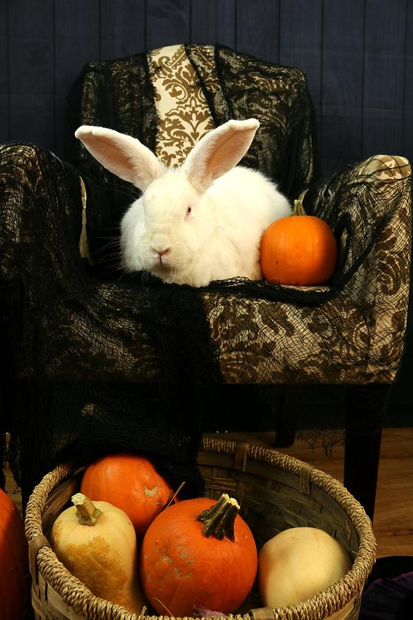 Halloween Rabbit #2 Photograph by Amanda Stadther