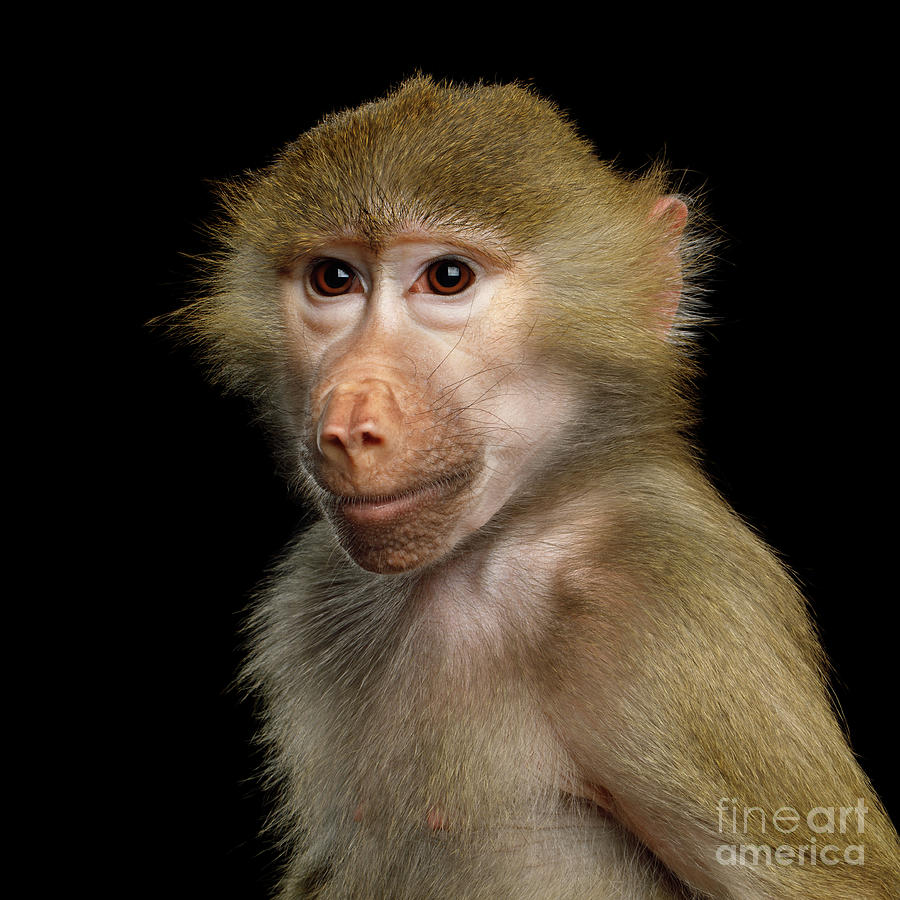 Hamadryas baboon #2 Photograph by Sergey Taran