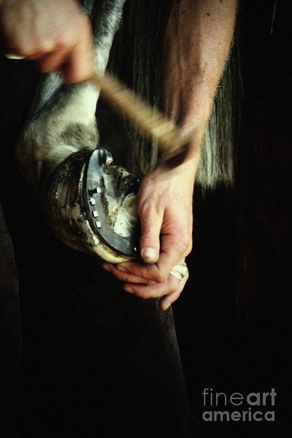 Hammering the horseshoe - Horse photography Photograph by Dimitar Hristov
