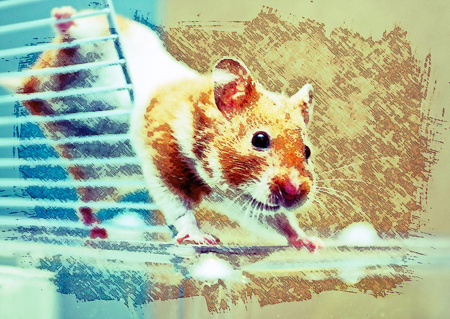 Hamster #1 Photograph by Tom Gowanlock