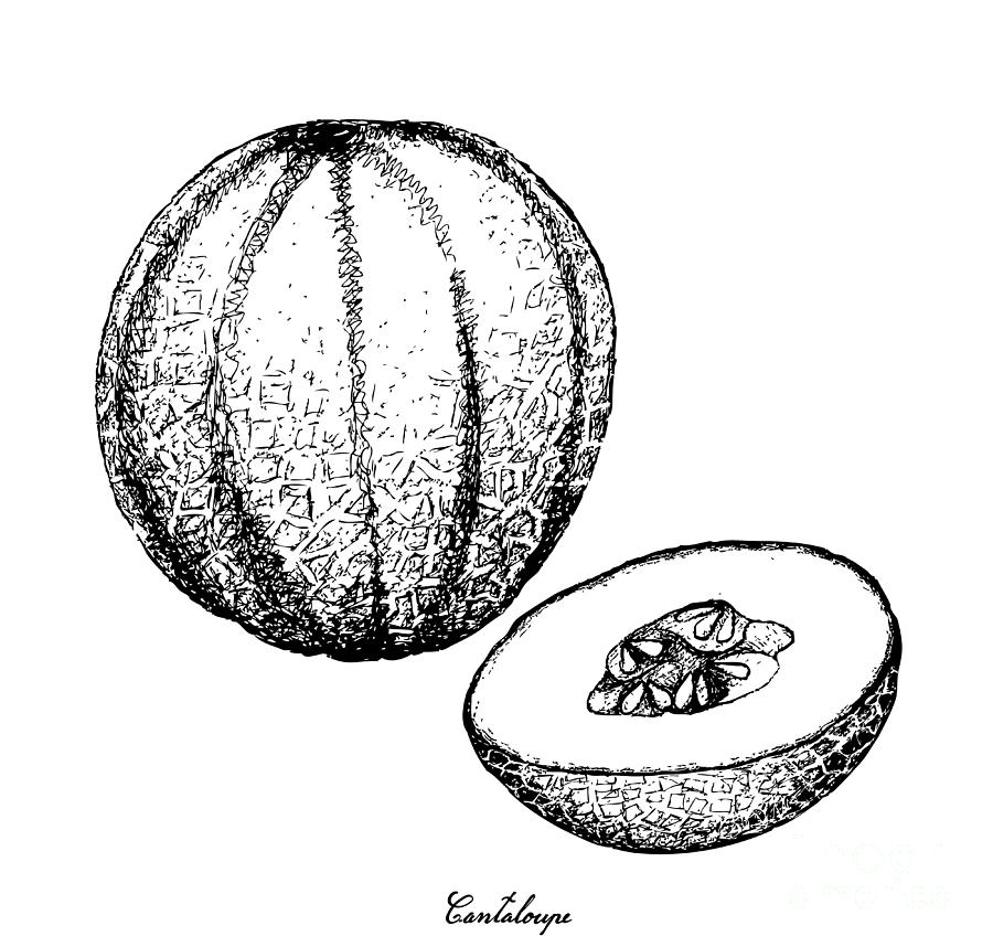 Hand Drawn Of Cantaloupe Fruit On White Background Drawing