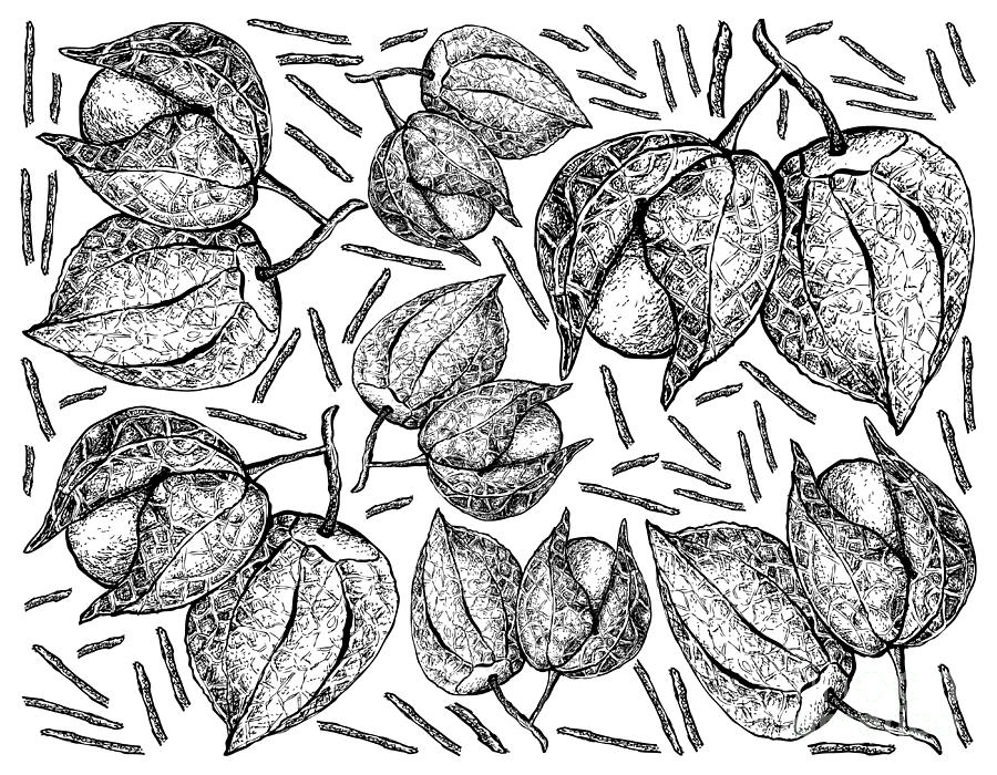 Hand Drawn of Cape Gooseberry on White Background Drawing by Iam Nee ...