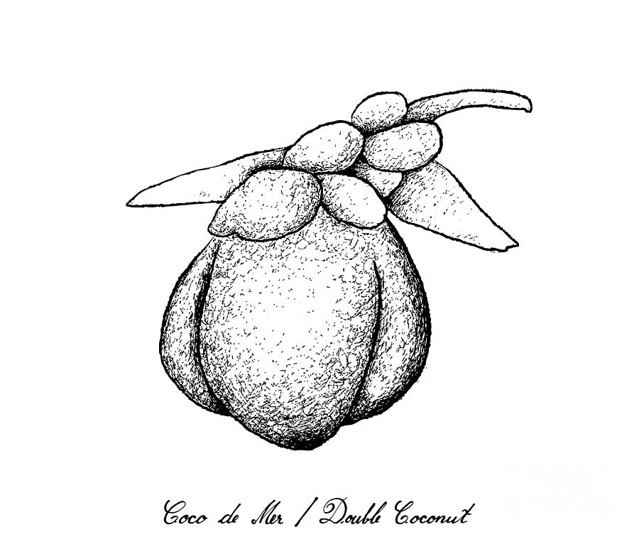Hand Drawn of Coco de Mer or Double Coconut Fruits Drawing by Iam Nee ...