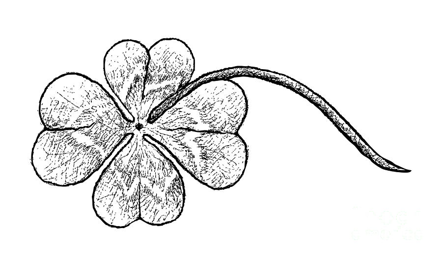 Hand Drawn Of Four Leaf Clovers On White Background Drawing By Iam Nee