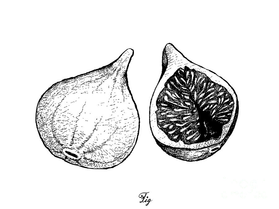 Hand Drawn of Fresh Figs in White Background Drawing by Iam Nee Fine