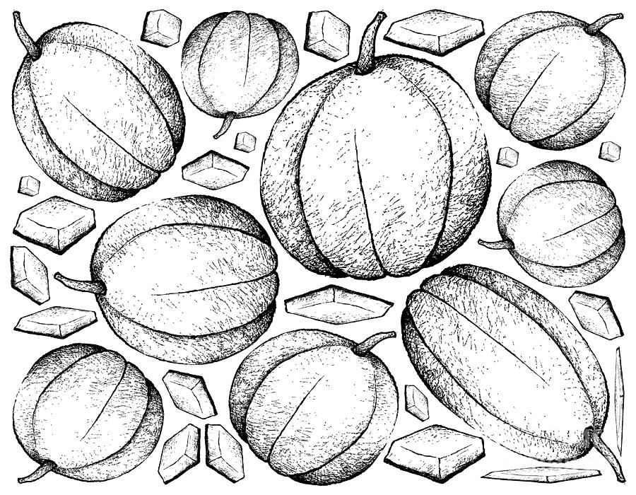 How to draw muskmelon | Muskmelon drawing | Muskmelon fruit drawing video -  YouTube