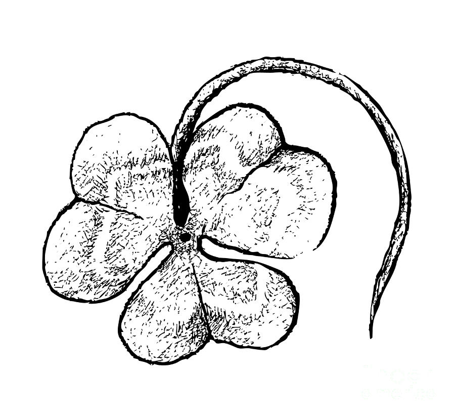 Hand Drawn of Three Leaf Clovers on White Background Drawing by Iam Nee