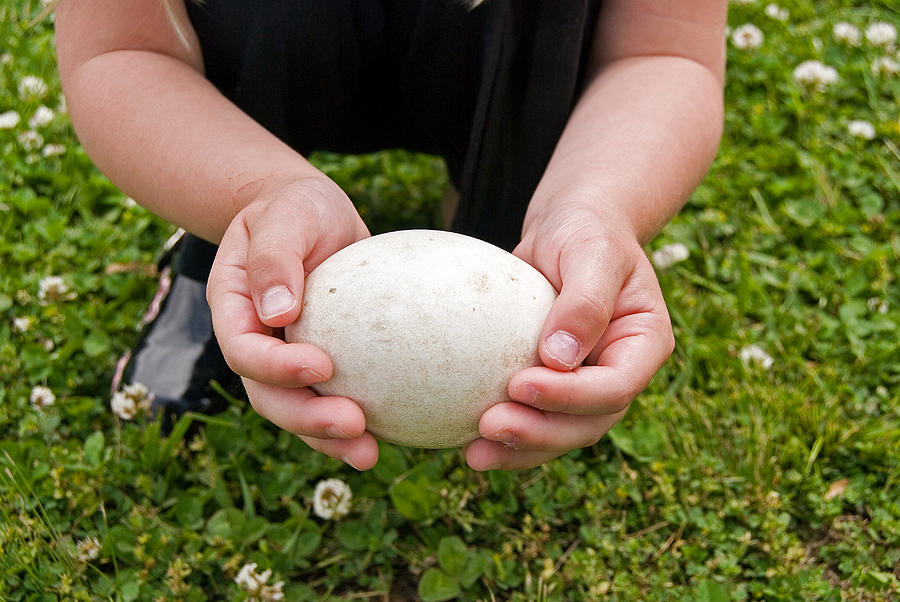 Goose Egg Photograph - Handle With Care by Maria Dryfhout Goose Egg Photograph - Handle With Care by Maria Dryfhout
