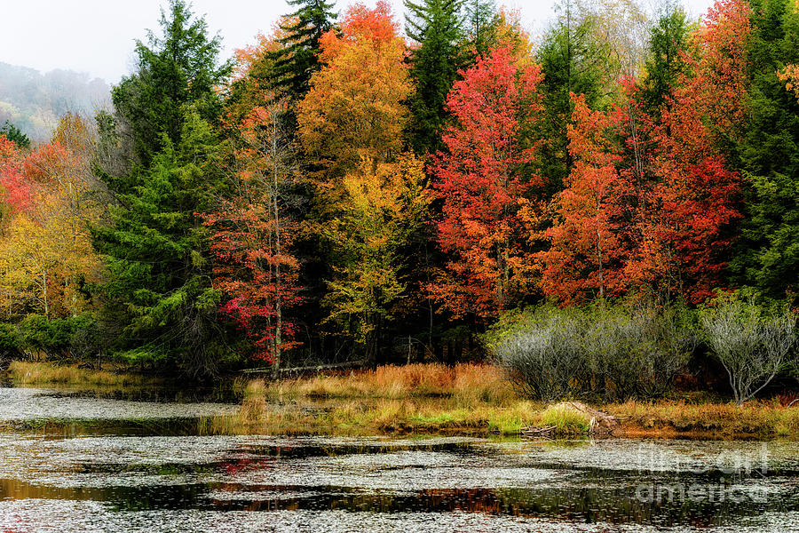 Fall Photograph - Handley Wildlife Managment Area Autumn #1 by Thomas R Fletcher