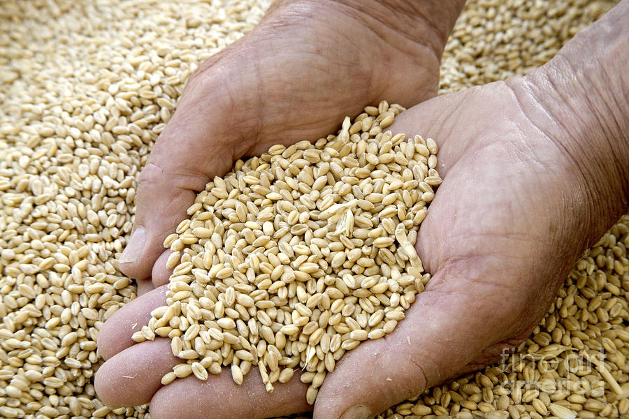 Hands Holding Wheat Kernels Photograph by Inga Spence - Fine Art America