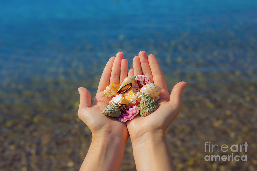 Hands present seashells  #1 Photograph by Mark Bespalov