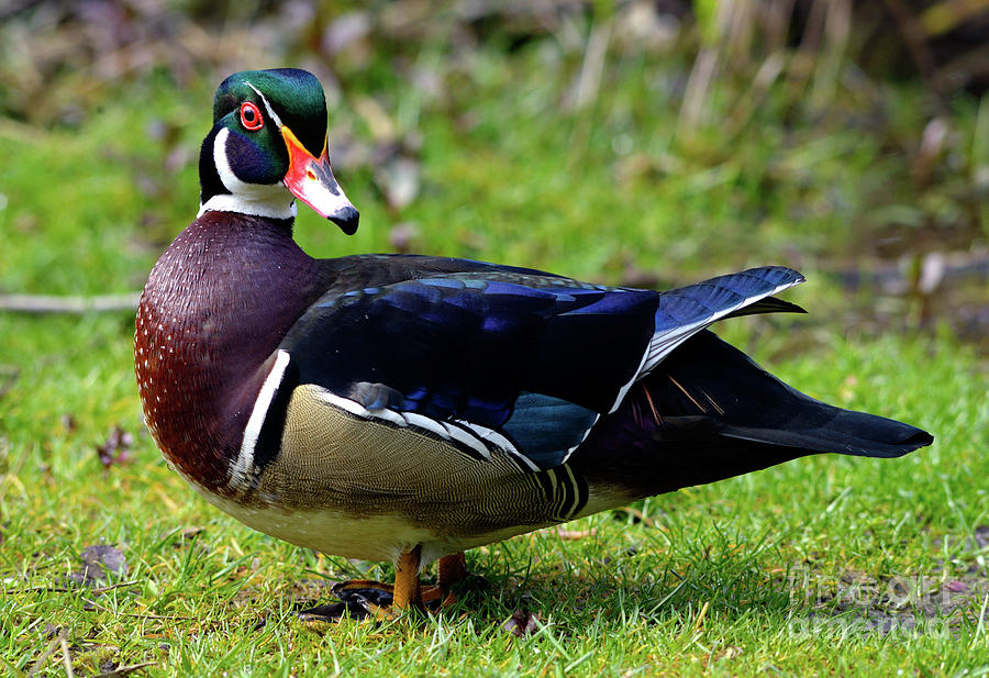 Handsome Male Wood Duck #1 Photograph by Terry Elniski